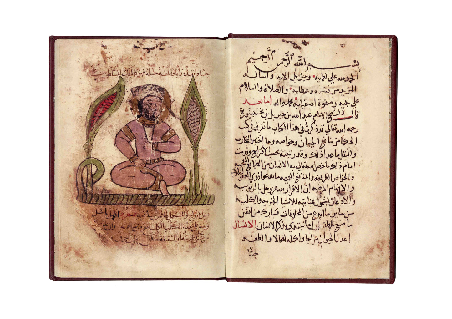 منافع الحيوان - فاكسميلي - SOCO Store Fujairah